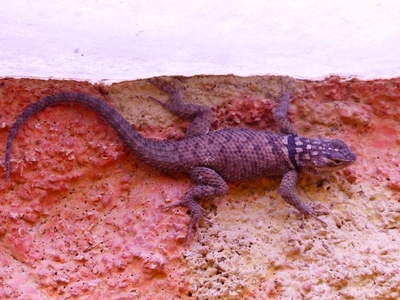 Sceloporus cyanogenys