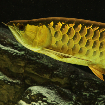 Asian Arowana 