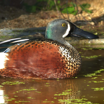 New Zealand Shoveler