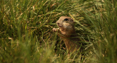 American Beaver