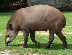 Brazilian Tapir 