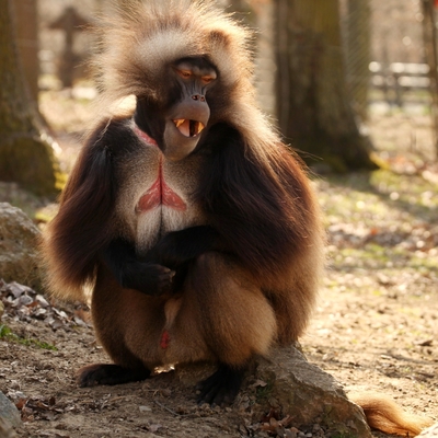 Gelada Baboon