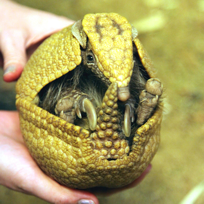 Southern three-banded armadillo 