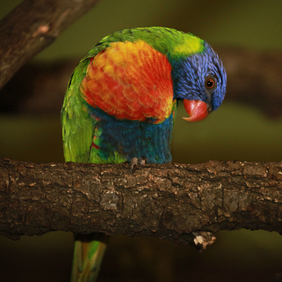 Rainbow Lorikeet 