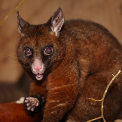 Gewöhnlicher Fuchskusu