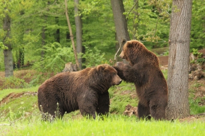 Sibirischer Braunbär