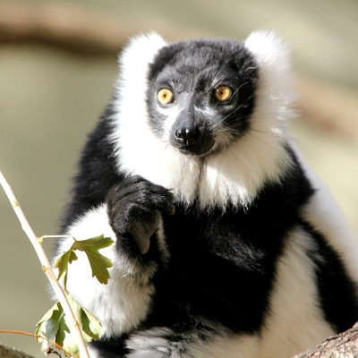 Black and White Ruffed Lemur