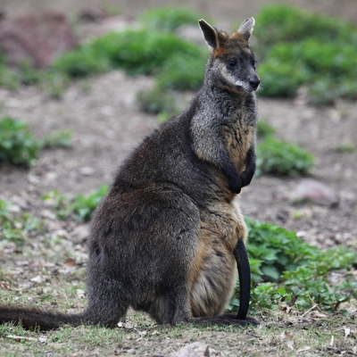 Sumpfwallaby