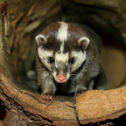 Ferret badger sales