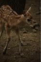 Pere David´s Deer