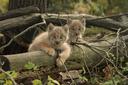 Canada Lynx