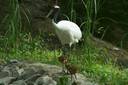 Red-crowned Crane