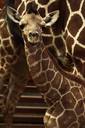 Reticulated Giraffe