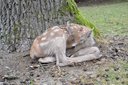 Altai Wapiti