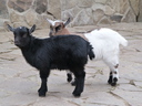 Pygmy Goat