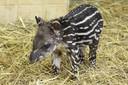 South American tapir