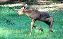 Eurasian Elk