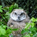 Great Horned Owl