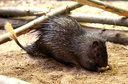 African Brush-tailed Porcupine