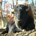 American Bison