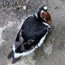 Red-breasted Goose