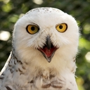 Snowy Owl