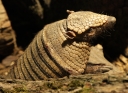 Big Hairy Armadillo