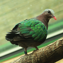 Зелено-крылый голубь
