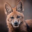 Maned Wolf