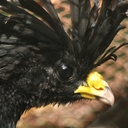 Great Curassow