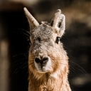 Patagonian Mara