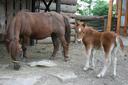 Kůň domácí - pony