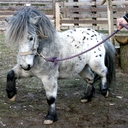 Mini Appaloosa