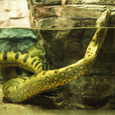 Green Anaconda