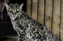 margay