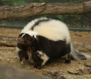 Streifenskunk