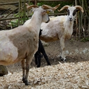 Valachian Sheep