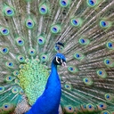 Indian Peafowl