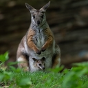 Yellow-footed Rock-wallaby