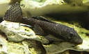 Glyptoper velkoploutvý
