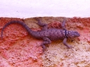 Blue Spiny Lizard