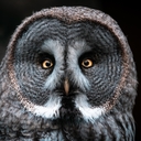 Great Grey Owl