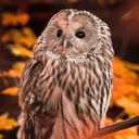 Ural Owl