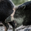 White-lipped Peccary