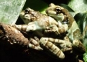 Amazon Milk Frog