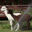 Alpaca