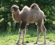 Bactrian Camel