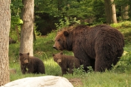 Kamchatka Brown Bear