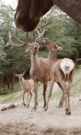 Altai Wapiti