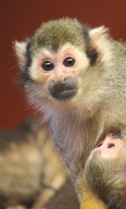 Squirrel Monkey